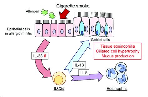 Schematic Representation Of Css Induced Enhancement Of Allergic