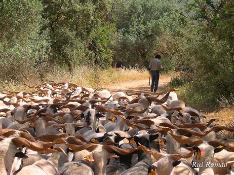 O Guardador de Rebanhos | «Olá, guardador de rebanhos, Aí ...