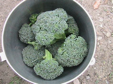 Garden Cleanup And Broccoli Harvesting Erics Organic Gardening Blog