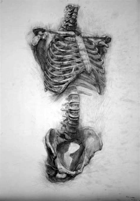 Learning anatomy is a slow process. Likes | Tumblr | Skeleton drawings, Anatomy art, Anatomy ...