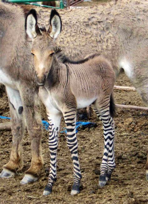Zonkeyhalf Donkey Half Zebralooks Like A Donkey With Zebra Tights