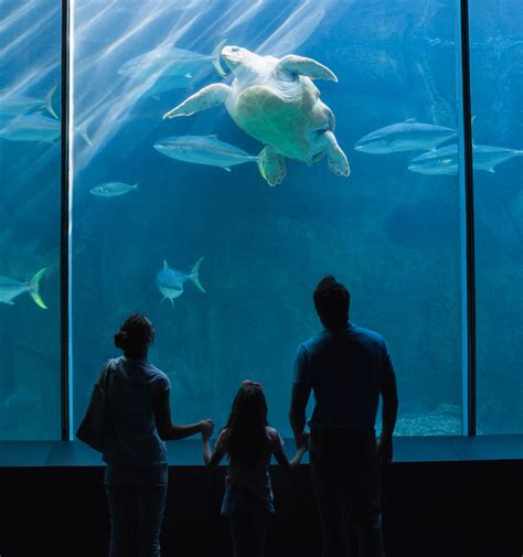 Aquariums & aquarium supls aquariums & aquarium supls. Georgia Aquarium : Interactive Animal Adventures