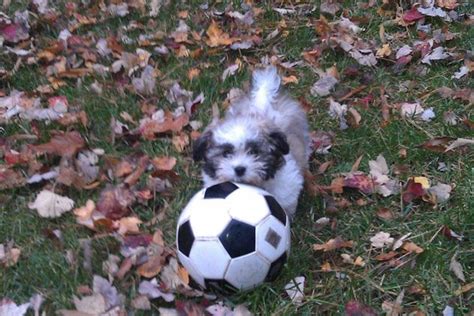 10 Adorable Animals Trying To Play Soccer Cute Animals Animals Puppies