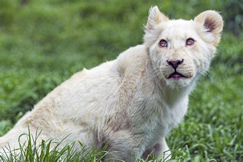 Another Cute Cub Portrait Next Photo Of A White Lion Cub Flickr