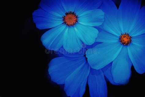 Soft And Blurred Blue Cosmos Flower Stock Photo Image Of Grow