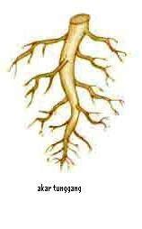 Tumbuhan yang memiliki akar serabut, misalnya tumbuhan padi, jagung 1. Smile for Happy: Akar Tumbuhan