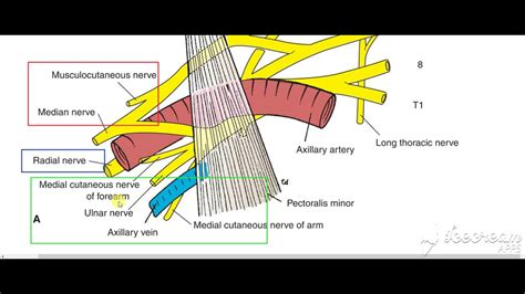 Nerves Relations To Axillary Artery 2 Youtube