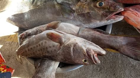 Shore Fresh Grouper Fish 5kg Descaled Ghanas Foremost Online Grocery