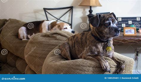 Dogs Laying On A Couch Stock Image Image Of Laying 108539481