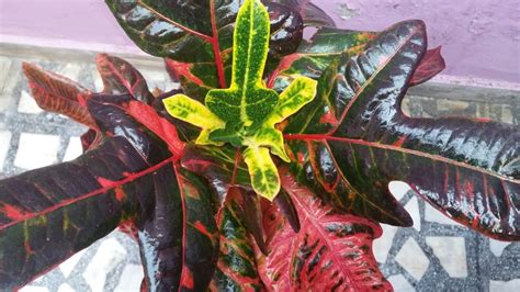 Don't panic if your plant drops a few leaves upon arrival. Croton plant care - YouTube