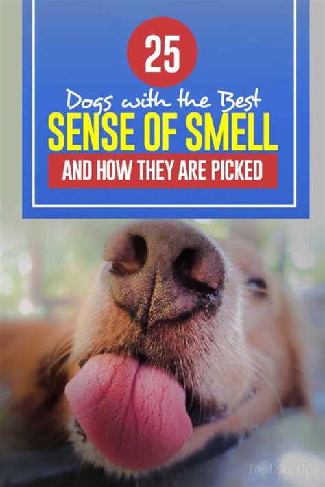 25 Dogs With Best Sense Of Smell And How Scientists Pick Them Out
