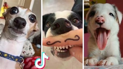 Funniest Doggos And Most Adorable Puppies Compilation New 🐶 Dogs Experts