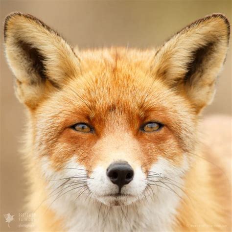 Faces Of Foxes Every Fox Has Different Personality