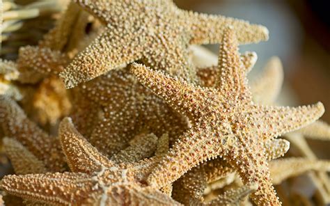 Starfish Full Hd Wallpaper And Background Image 1920x1200 Id366813