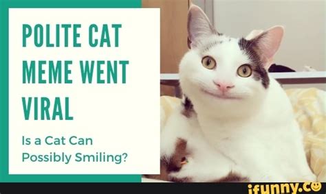 Polite Cat Meme Went Viral Is A Cat Can Possibly Smiling Ifunny