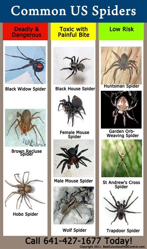 Usa Spider Identification