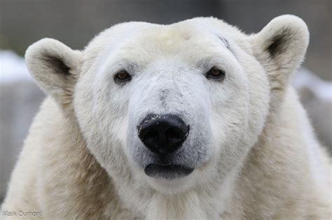 Take The Plunge For Polar Bears And Lower Your Thermostat