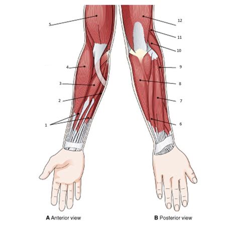 Challenge Yourself Muscles Of The Arm Part 2 Diagram Quizlet
