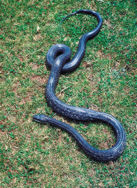 It is very rare to see this snakein a yard. Rat snake | reptile | Britannica