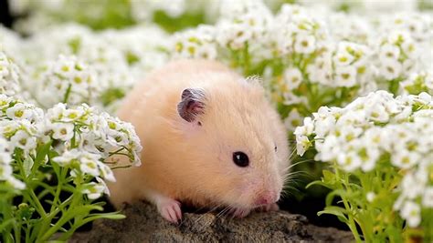 Golden Hamster In Alyssum Flower Garden Stock Footage Video 6445370