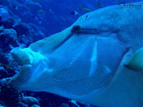 Larger Tropical Fish Sydney Aquarium Australia Travel