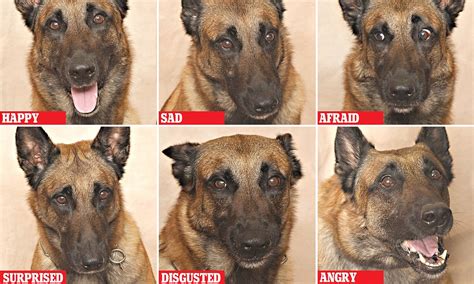 Study Reveals Humans Can Read Dogs Facial Expressions Daily Mail Online