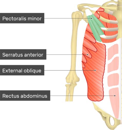 Pectoralis Minor Muscle Details Origin Insertion And