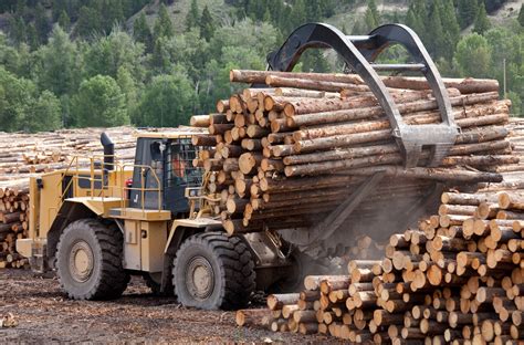 Forest Service Pledges Largest Timber Harvest In 20 Years Home