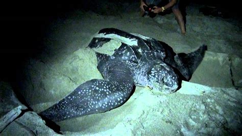 Leatherback Turtles Of West Papua Youtube