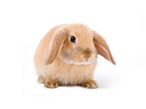 High to low nearest first. Mini Lop Rabbits available for sale at Kellyville Pets