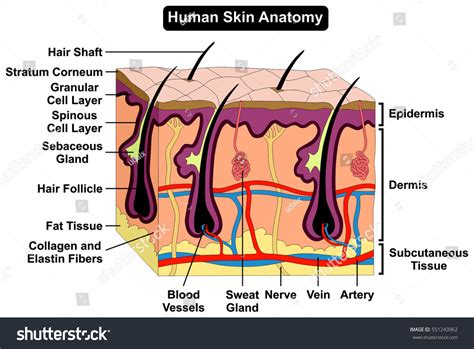 Human Skin Anatomy Cross Section Diagram Stock Illustration 551217682