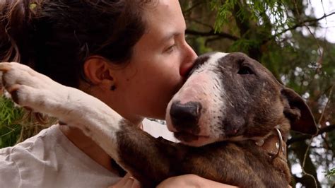 Was diese tags sind und wie sie benutzt werden, erklären wir ihnen in diesem praxistipp. Wie gefährlich sind Pitbull und Co? | spiegel.tv