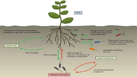Main Beneficial Interactions Between Plants And Soil Microorganisms