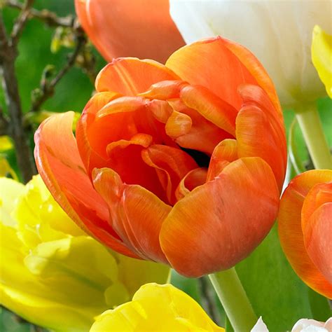 Double Early Tulip Collection Mirror Garden Offers