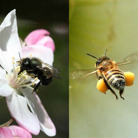 Mason Bees Vs Honey Bees Mason Bees