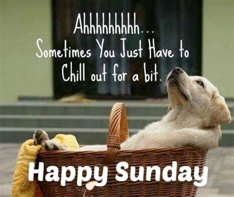 Huge Collection Of Happy Sunday Memes And Funny Wishes