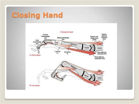 Ppt Hand Powerpoint Presentation Free Download Id5329847