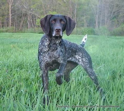 This litter is out of two amazing stylish south texas quail and dove dogs. german shorthaired pointers | German Shorthaired Pointers ...