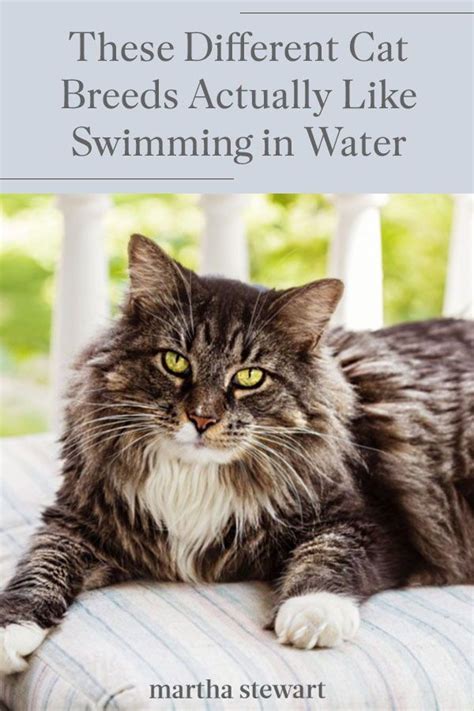 These Cat Breeds Actually Like Swimming In Water In 2020