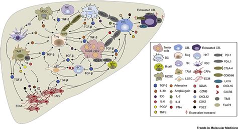 immunomodulatory tgf β signaling in hepatocellular carcinoma trends in molecular medicine