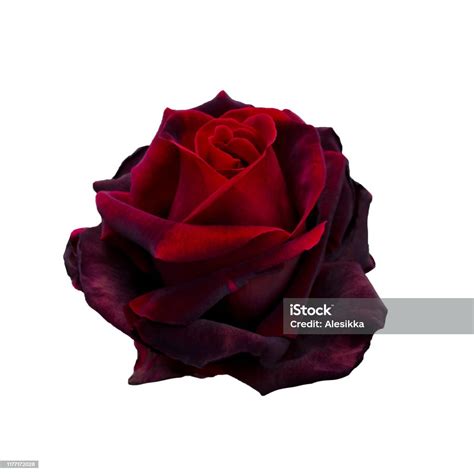 Dark Red Rose Stock Photo Download Image Now Beauty Belarus