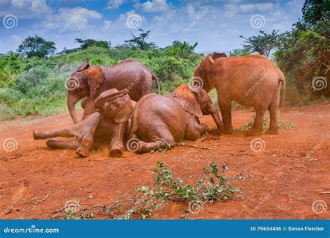 Baby African Elephants Playing In The Dust Stock Photo Image Of
