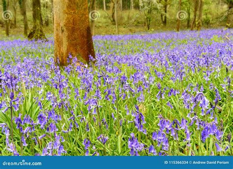 Bluebells In Spring Stock Photo Image Of Nature Outdoors 115366334