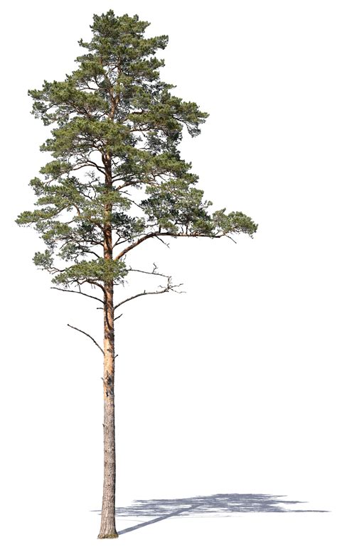 Pine tree drawing transparent png clipart free download ya webdesign. Pin on Cut out plants