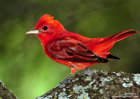 Seven Red Birds For The Holidays The National Wildlife