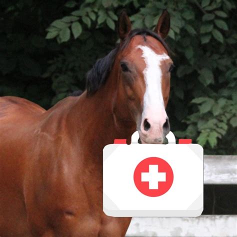 Top 10 Essentials For Your Equine First Aid Kit