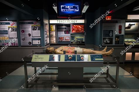 Autopsy Display Part Exhibit Entitled Csi Editorial Stock Photo Stock