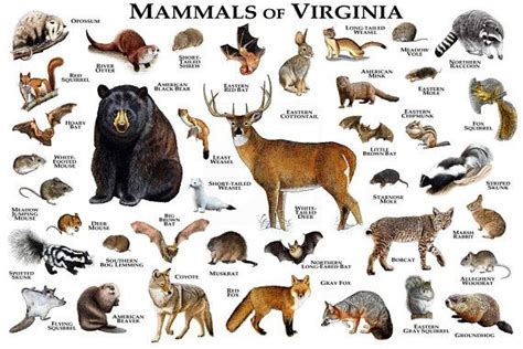 Mammals Of Virginia Poster Print Virginia Mammals Field Etsy