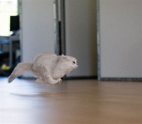 The 25 Funniest Hover Animals Ever Twistedsifter