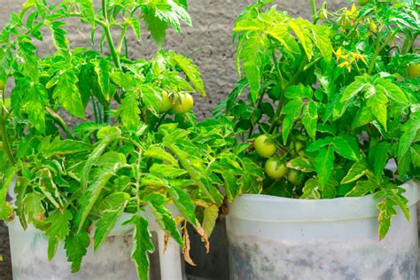 How To Grow Tomatoes In Small Spaces And 5 Best Varieties To Try Tomato